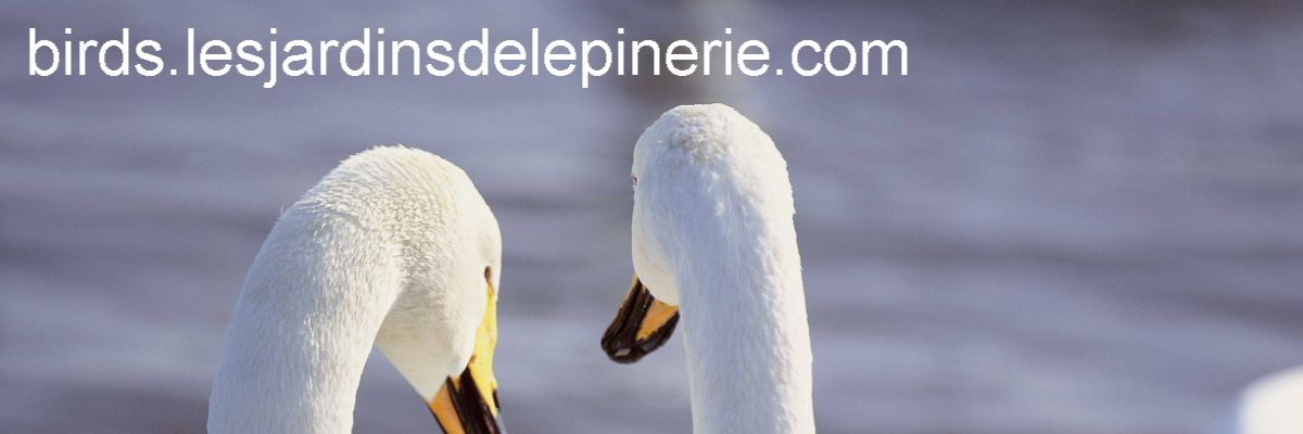 birds.lesjardinsdelepinerie.com